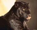������ ��� WildPanther